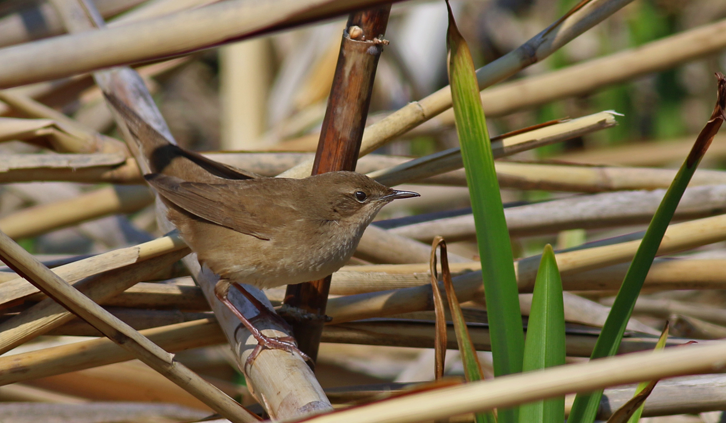 Savi's Warbler